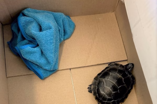 Airport Security Discovers Turtle Hidden in Man’s Pants