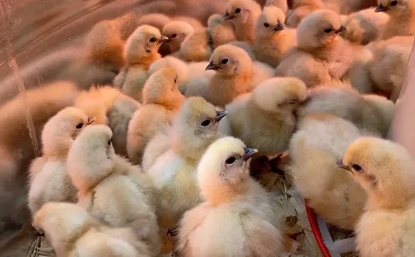 Thousands of Abandoned Chicks Rescued from Postal Truck Now Adopted, Shelter Says