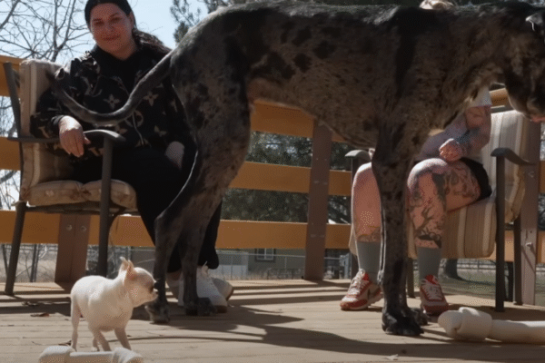 The tallest and shortest dogs in the world meet