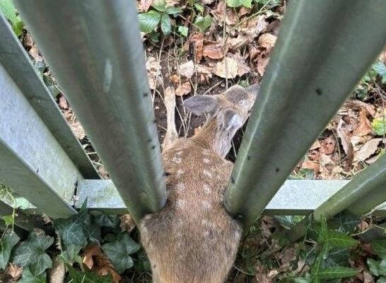 Emergency Rescue: Firefighters Help Deer Trapped by Fence